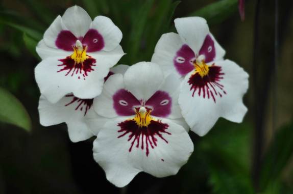 As maravilhosas flores na estufa do Longwood Gardens, na Pennsylvania - Estados Unidos